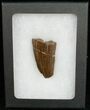 Partial Tyrannosaurus rex (T-Rex) Tooth #11914-2